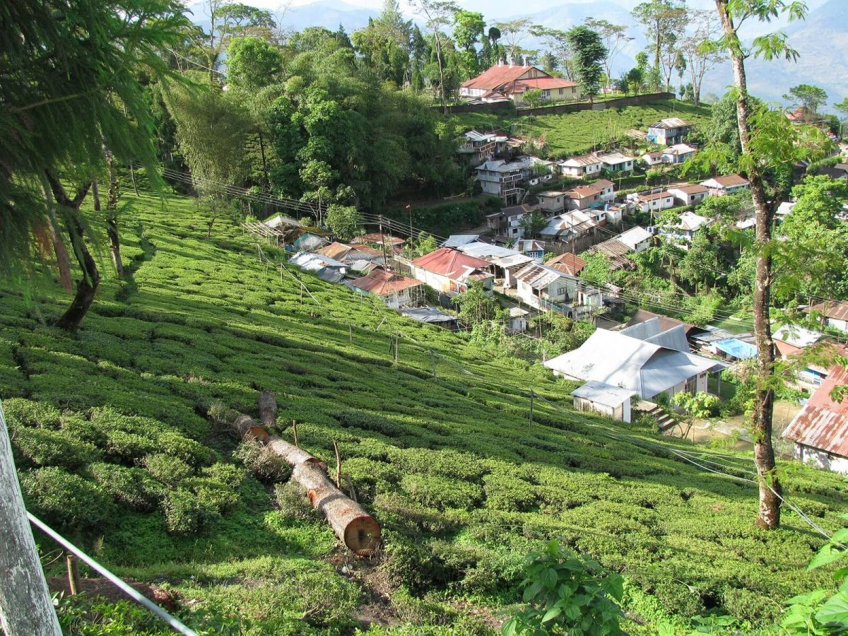 Tukvar Tea Estate Darjeeling