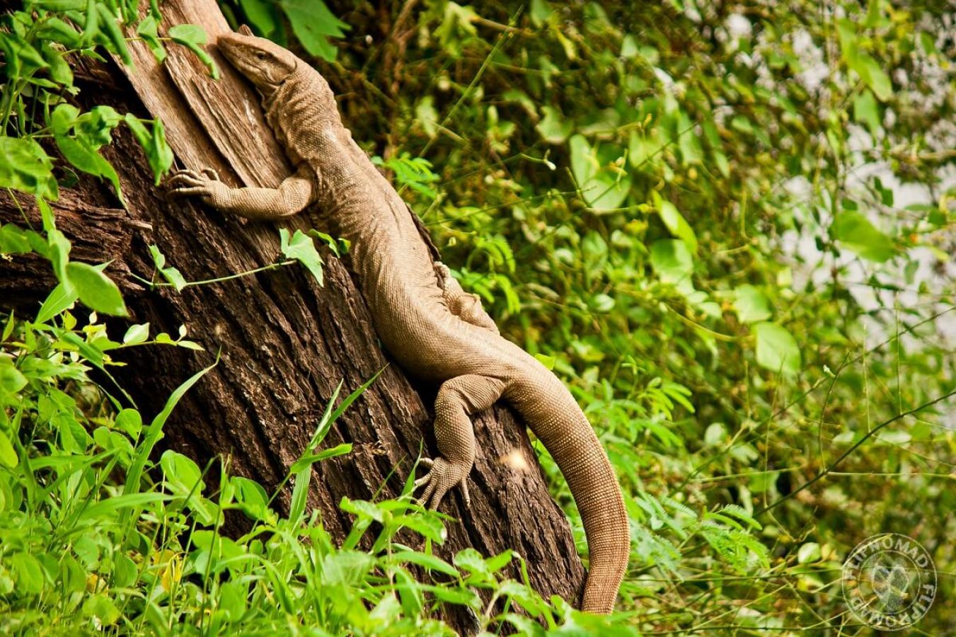 Betla National Park (Jharkhand)