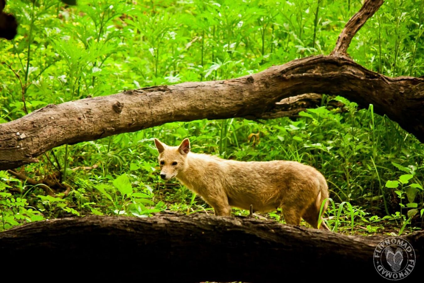 Keoladeo National Park Bharatpur