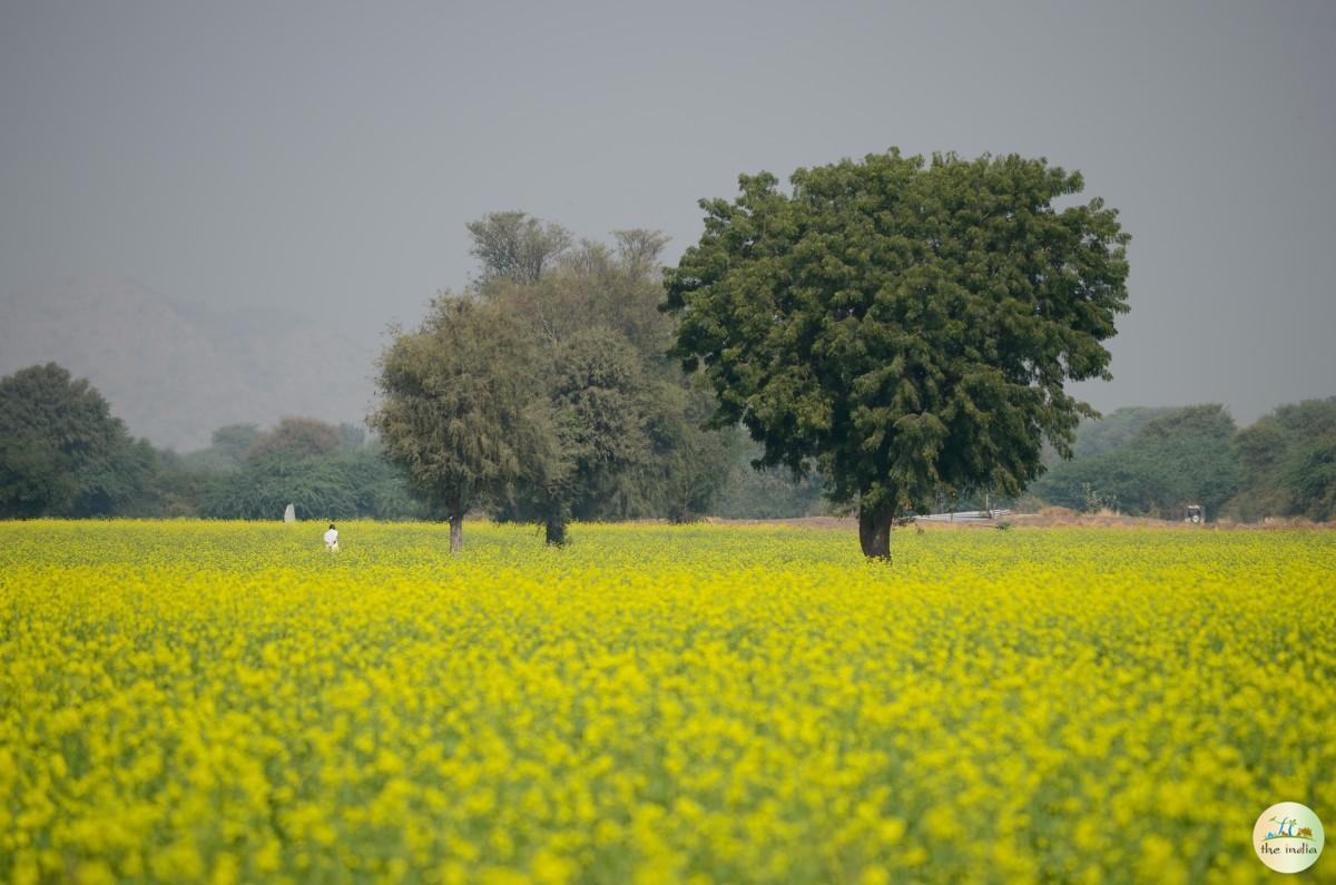 Visit to Farm Lies at the Edge of a Beautiful Lake, Filled with Resident Waders and Migratory Birds