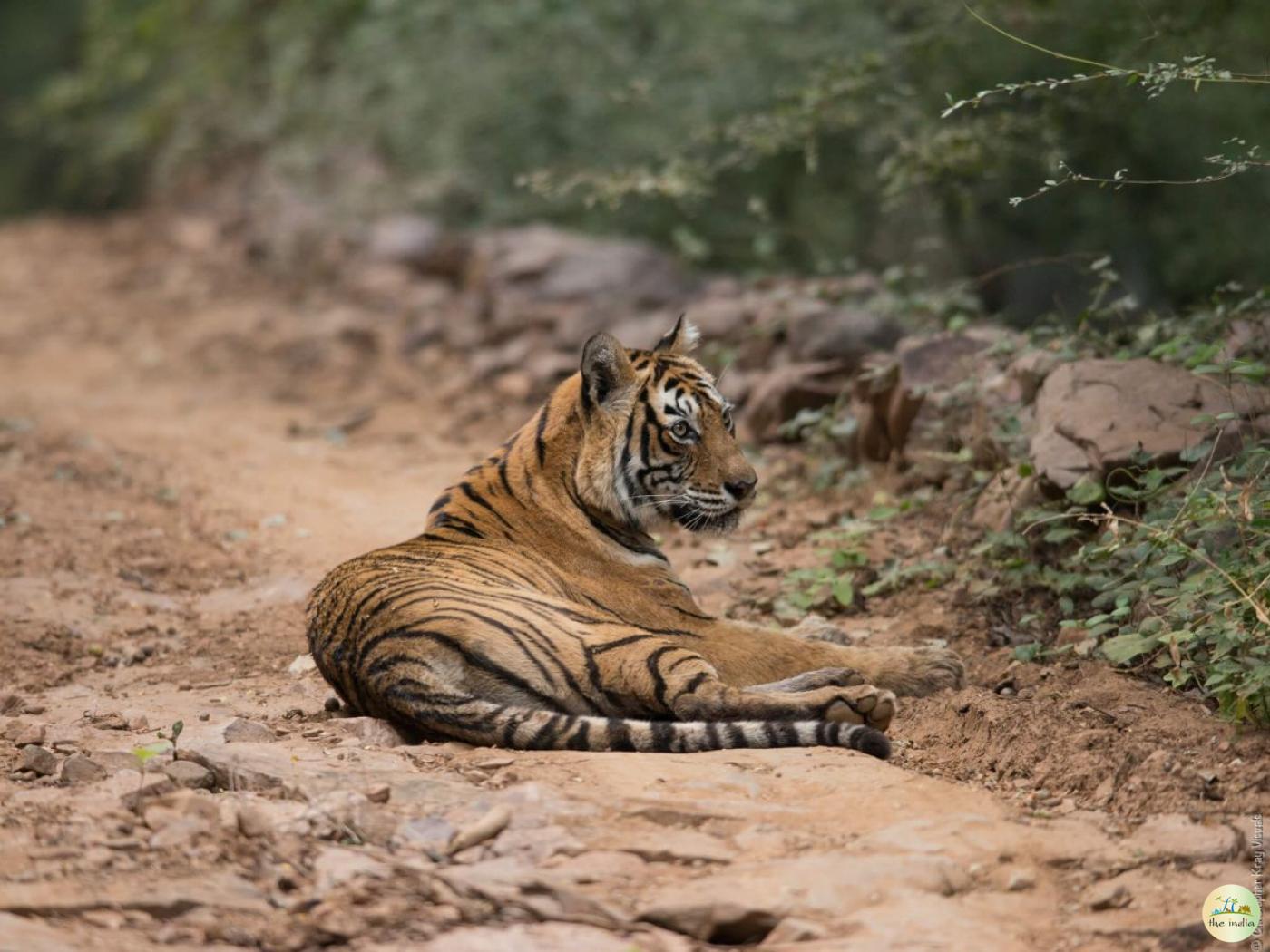 How to Plan Your First Tiger Safari in India
