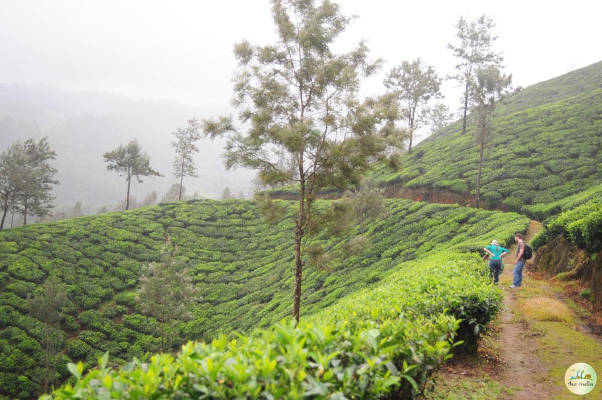 A Journey to the Tea Plantation & Grassland of Munnar   My First Trekking Adventure in Kerala