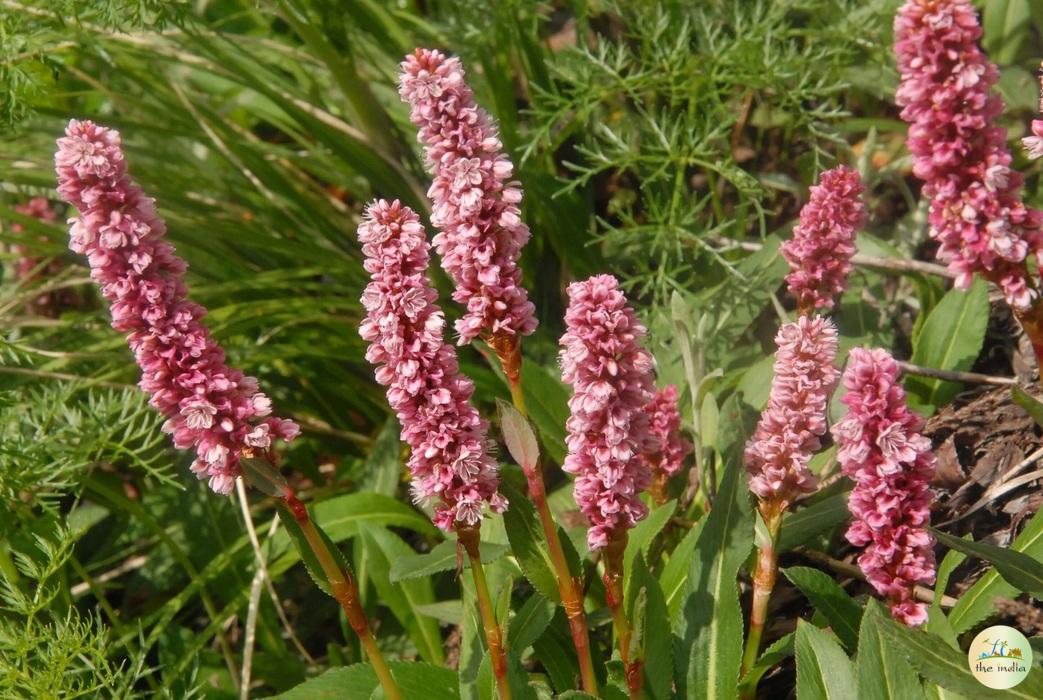 You Can Also Do It! Valley of Flowers Trek Experience will Enlighten True Feeling of Traveling You Can Also Do It! Valley of Flowers Trek Experience will Enlighten True Feeling of Traveling